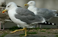 Le goéland leucophée (Larus michahellis)