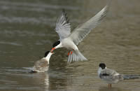 L’estorlet (Sterna hirundo) et ses petits