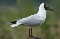 La mouette rieuse (Larus ridibundus)