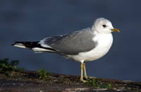 Le goéland cendré (Larus canus)