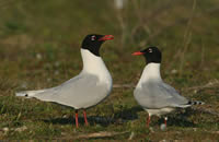 La mouette mélanocéphale (Larus melanocephalus)