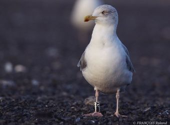 Meeuwenverhalen uit Oostende: Monty